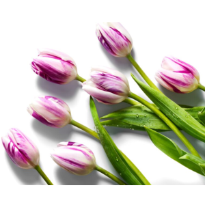 20 tulips for $10 @ Whole Foods for Prime members - avail May 9
