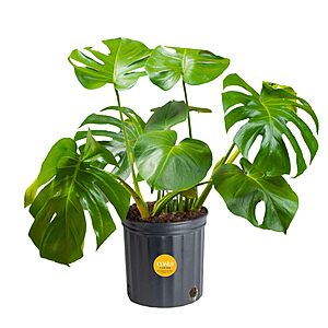2'-3' Tall Costa Farms Monstera Swiss Cheese Live Indoor House Plant $20.99 + Free Shipping w/ Prime or on $35+