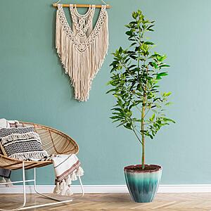 Fast Growing Trees: Cold Hardy Avocado Tree 2'-3' $63.70 & 3'-4' $93.45 & More + Free Shipping